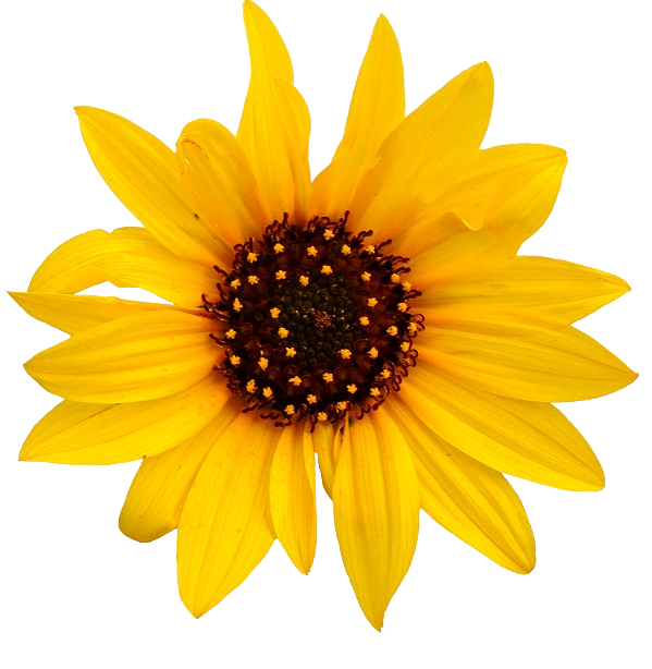 Sunflower Transparent PNG Image