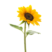 Sunflower Image Transparent HQ PNG Download FreePNGImg   32485 6 Sunflower Transparent Background Thumb 