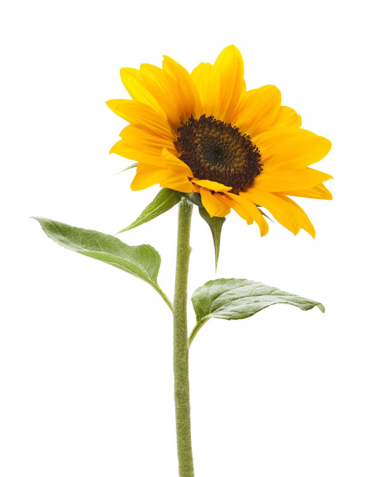 Sunflower Transparent Background PNG Image. 
