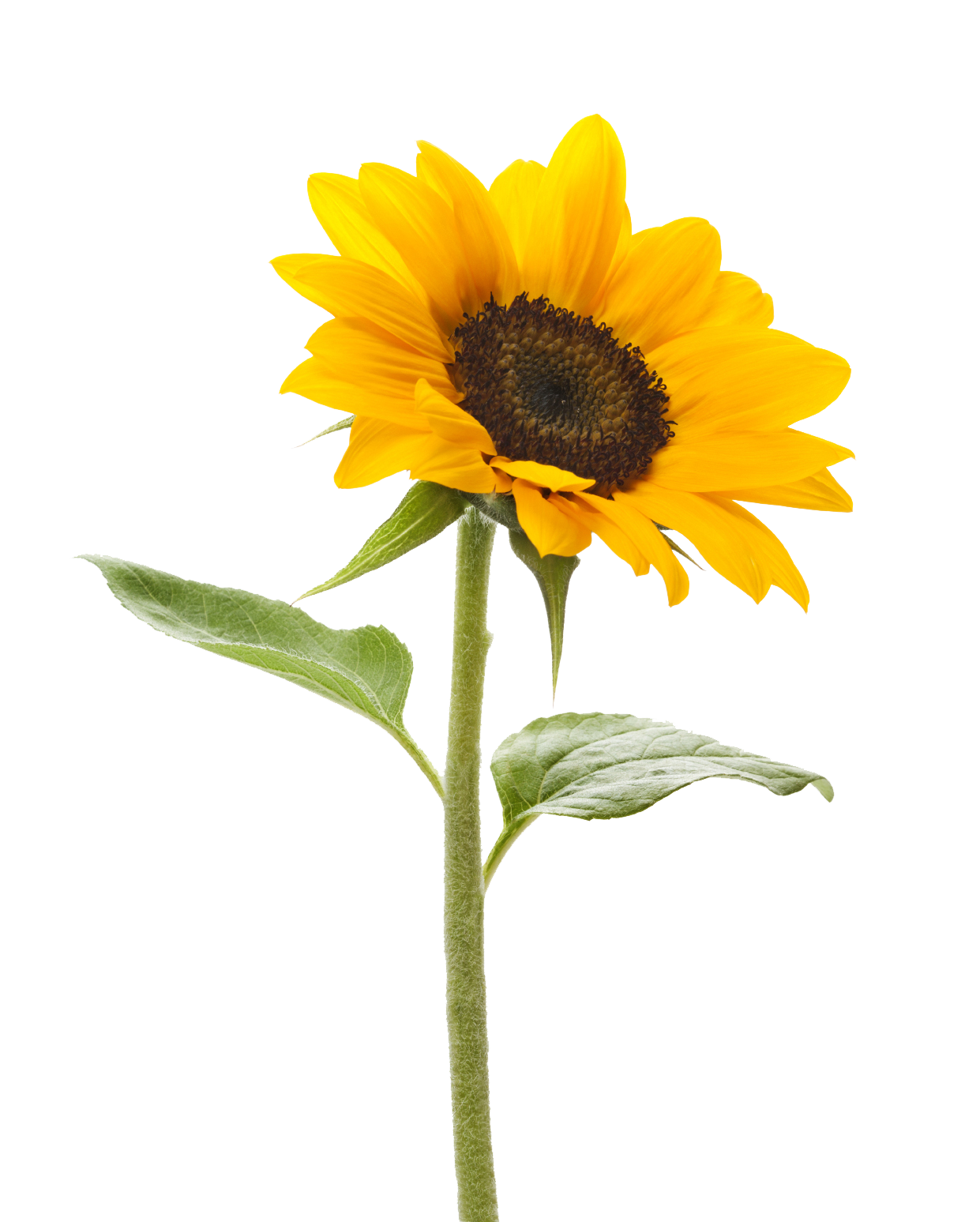 Free Free 201 Clear Background Sunflower Clipart Transparent Transparent Sunflower Border Png SVG PNG EPS DXF File