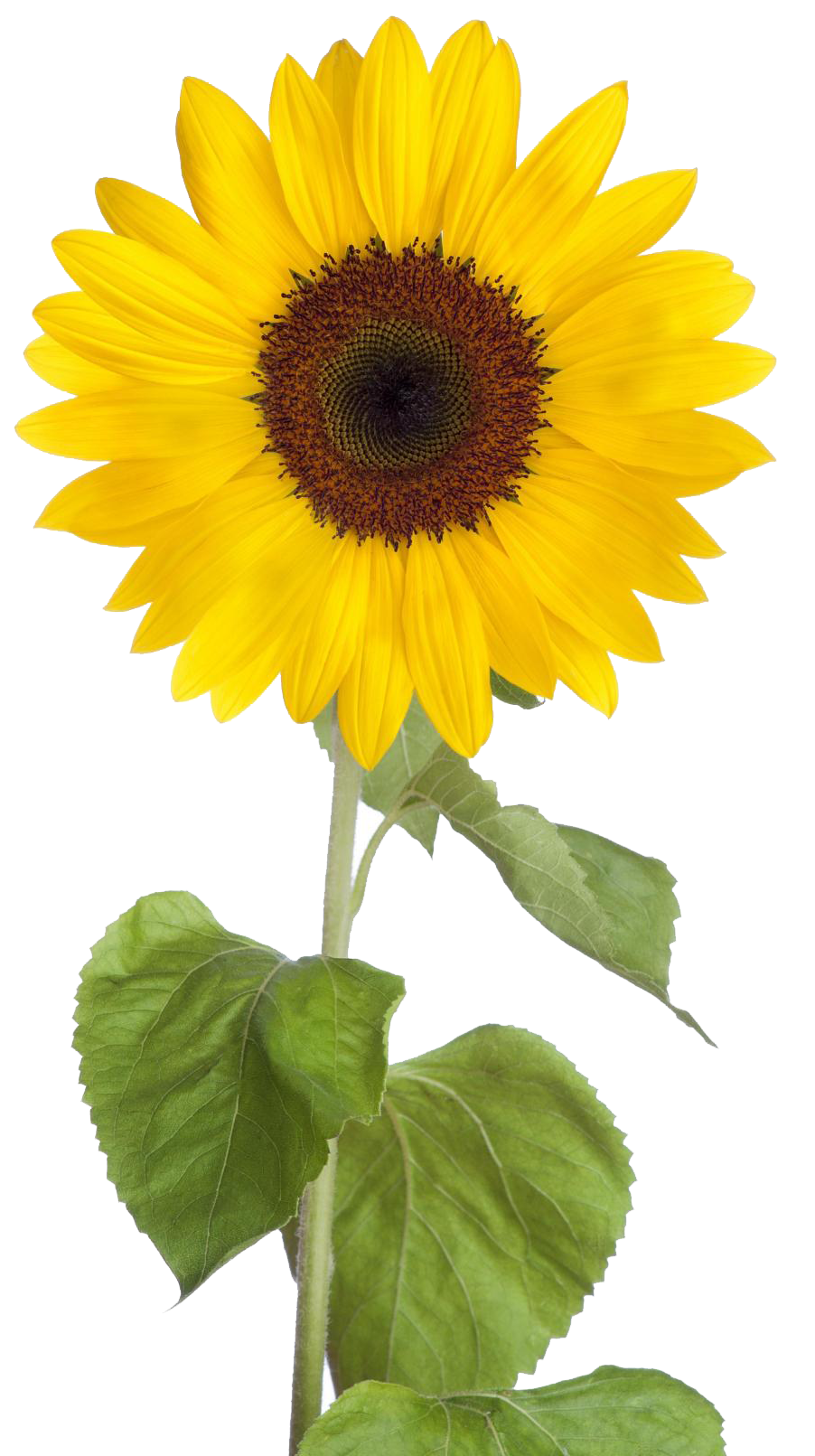 Free Free 91 Clipart Sun Flower Clipart Transparent Background Sunflower Sunflower Png SVG PNG EPS DXF File