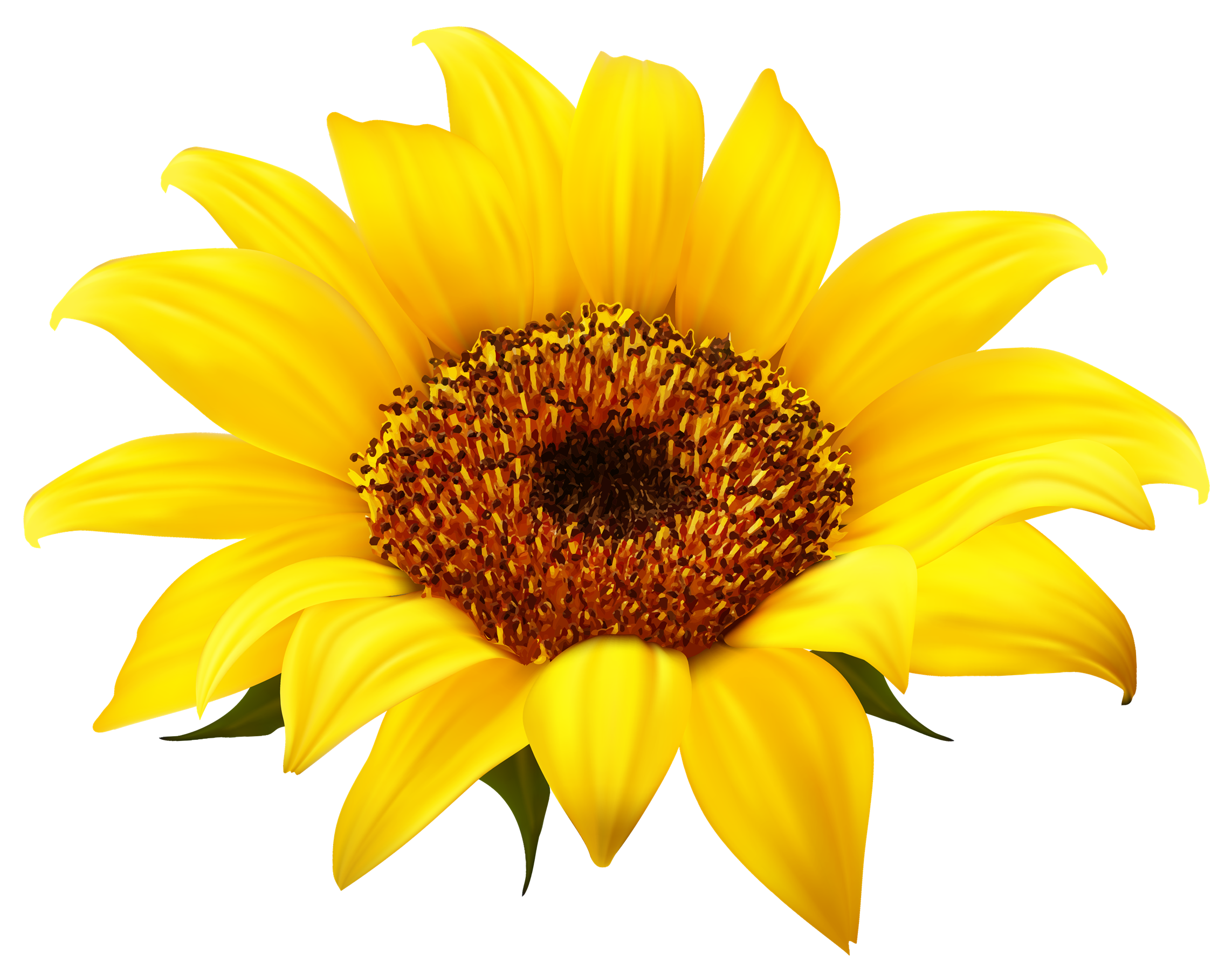 Sunflower Clipart PNG Image