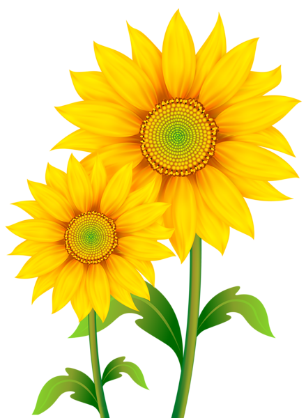 Sunflowers Png Pic PNG Image
