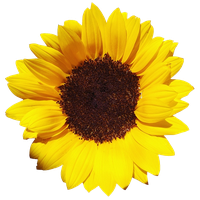 Download Sunflowers Free PNG photo images and clipart | FreePNGImg