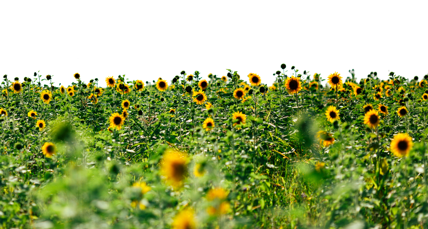 Sunflowers Picture Transparent PNG Image