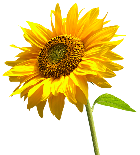 Sunflowers High-Quality Png PNG Image
