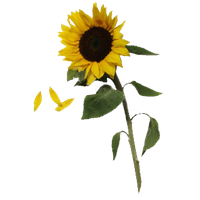Free Free 127 Transparent Background Sunflower Clipart Sunflower Png SVG PNG EPS DXF File