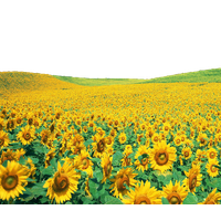 Download Sunflowers Free PNG photo images and clipart | FreePNGImg