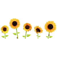 Download Sunflowers Free PNG photo images and clipart | FreePNGImg