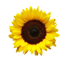 Download Sunflowers Free PNG photo images and clipart | FreePNGimg