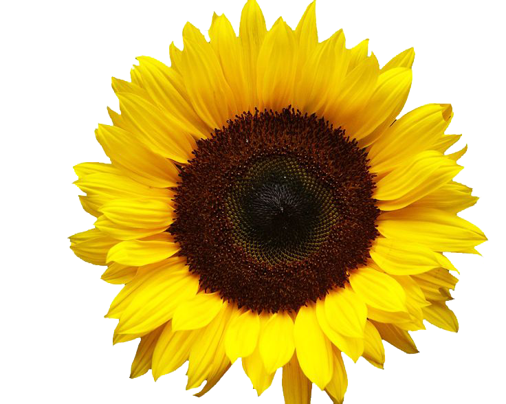 Sunflowers Png Image PNG Image