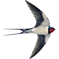 Swallow PNG