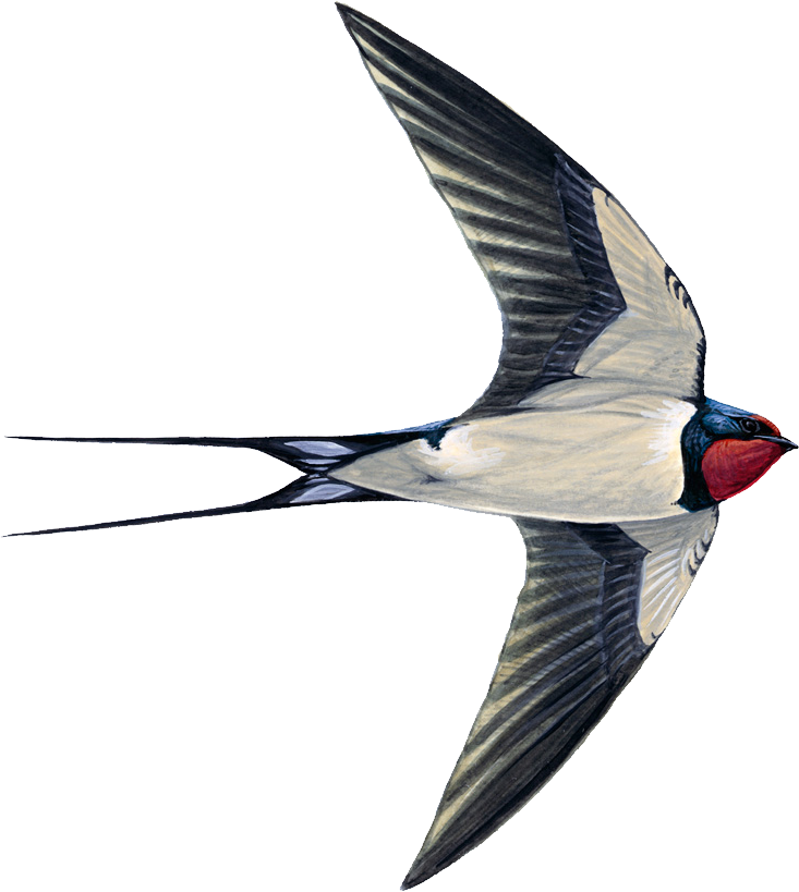 Swallow Transparent PNG Image