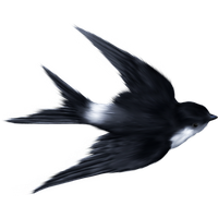 Swallow PNG