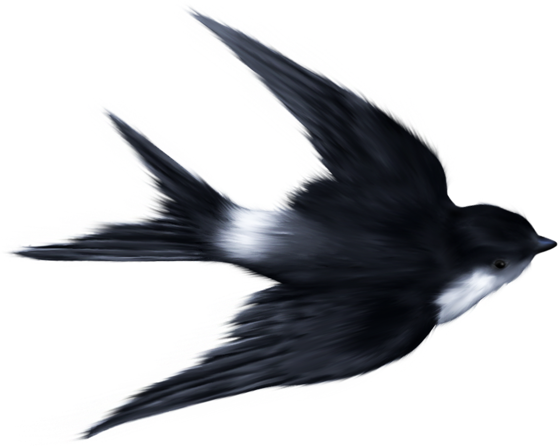 Swallow Transparent PNG Image