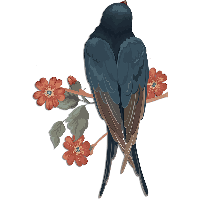 Swallow PNG