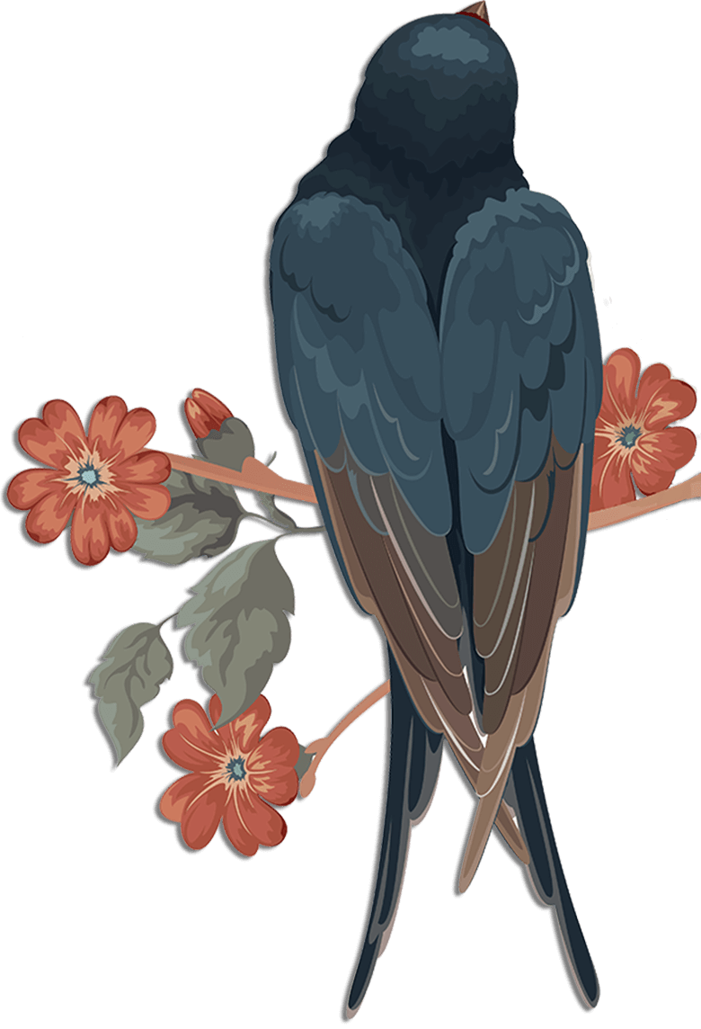 Swallow Transparent PNG Image