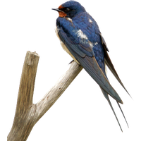 Swallow PNG