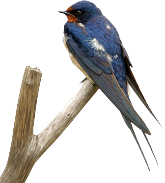 Swallow Transparent PNG Image
