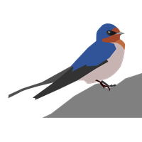 Swallow PNG