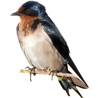 Swallow Transparent PNG Image