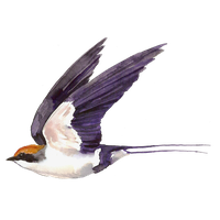 Swallow PNG
