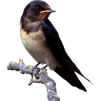 Swallow PNG