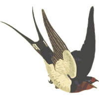 Swallow PNG
