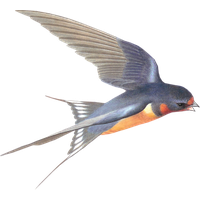 Swallow PNG