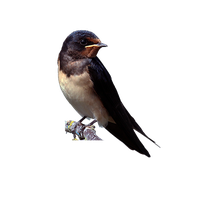 Swallow PNG