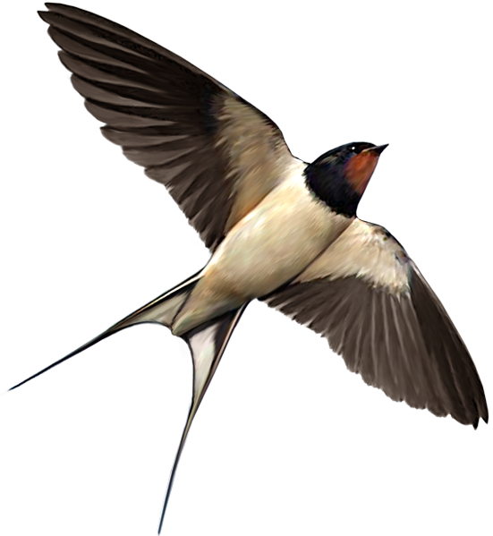 Swallow Transparent PNG Image