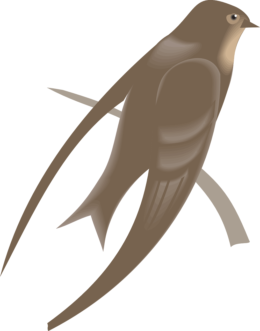 Swallow Transparent PNG Image