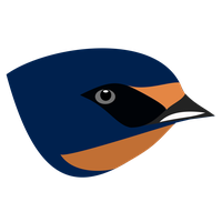 Swallow PNG
