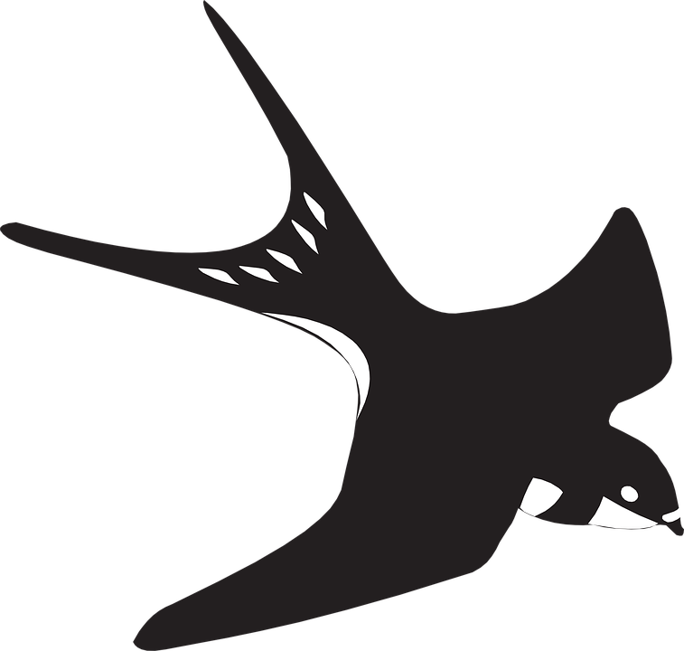 Swallow Transparent PNG Image