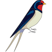 Swallow PNG