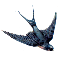 Swallow PNG