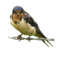 Swallow PNG