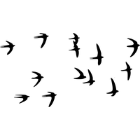 Swallows PNG