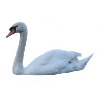 Swan Png Pic PNG