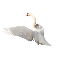 Download Swan Png Clipart HQ PNG Image | FreePNGImg