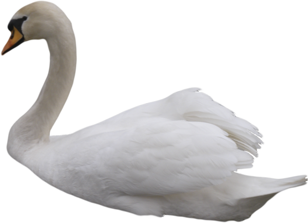Swan Transparent Background PNG Image
