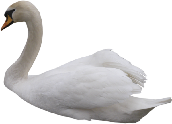 Swan Transparent Background Transparent PNG Image