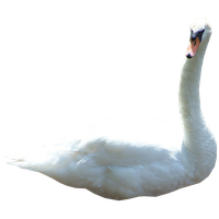 download swan free png photo images and clipart freepngimg download swan free png photo images and