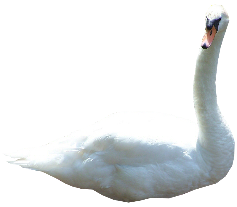 Swan File PNG Image
