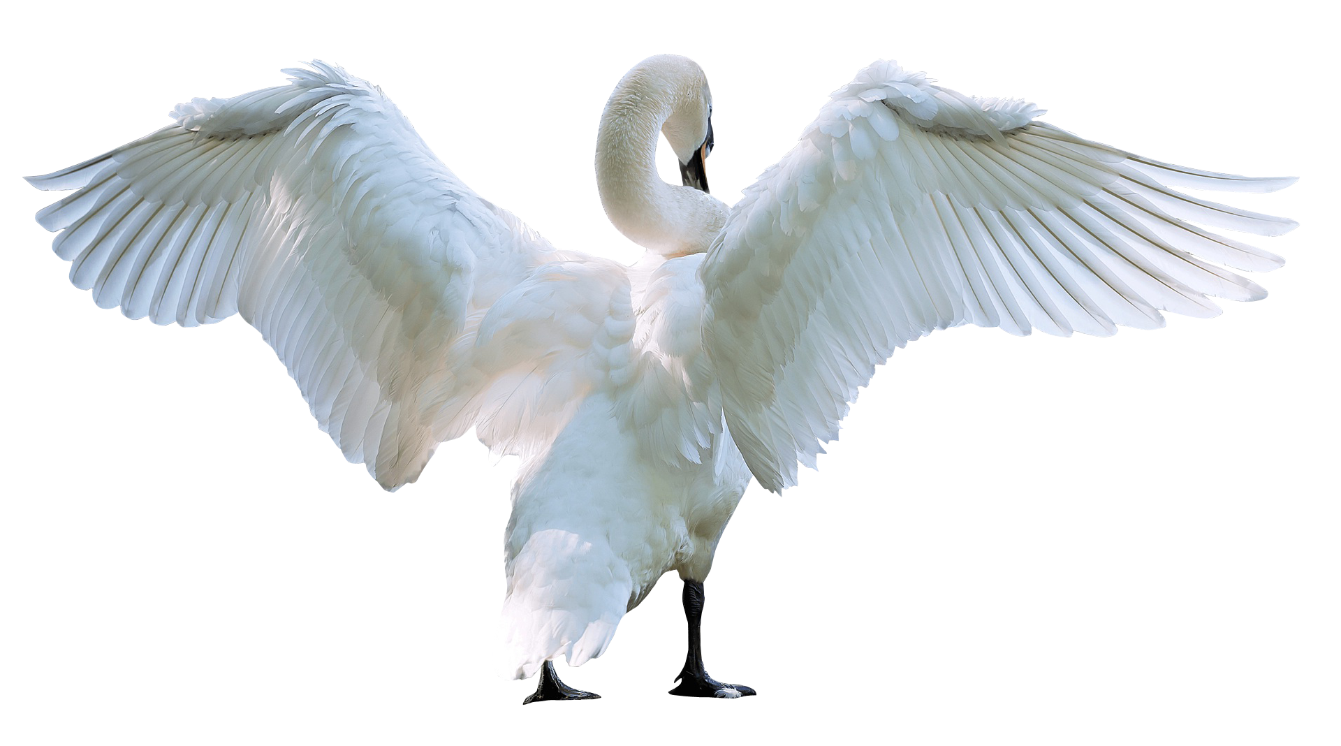 Swan PNG Image