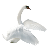 Download Swan Png Clipart HQ PNG Image | FreePNGImg