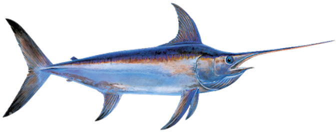 Swordfish Transparent PNG Image