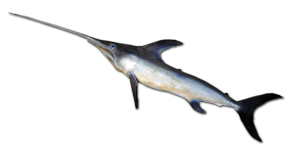 Swordfish Transparent PNG Image