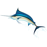Swordfish PNG