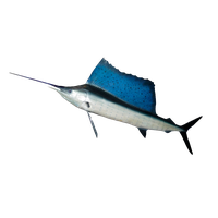 Swordfish PNG